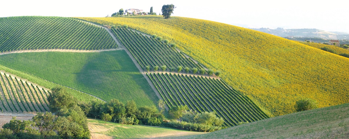 Rolling vineyards in Le Marche